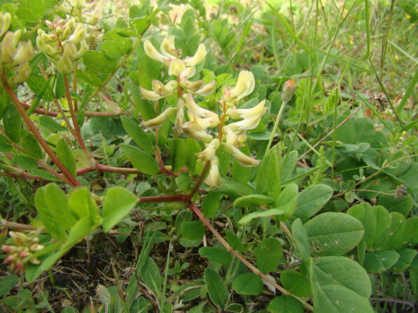 CPIE B Derolez Astragale à feuilles de reglisse Astragalus glycyphyllos