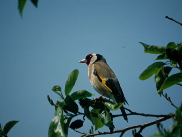 CPIE V Cohez Chardonneret élégant Carduelis carduelis