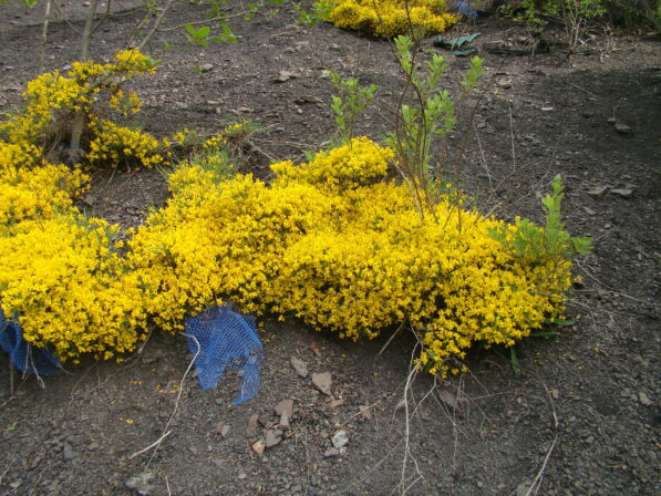 CPIE B Derolez Genêt des teinturiers Genista tinctoria