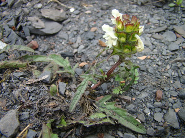 CPIE B Derolez Brunelle laciniée Prunella laciniata