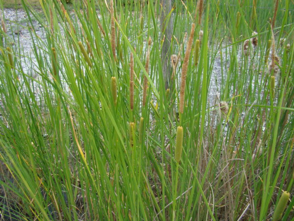 CPIE B Derolez Massette de Laxmann Typha laxmanii