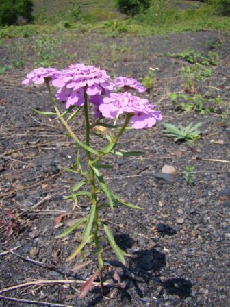 CPIE B Derolez Ibéris en ombelle Iberis umbellata