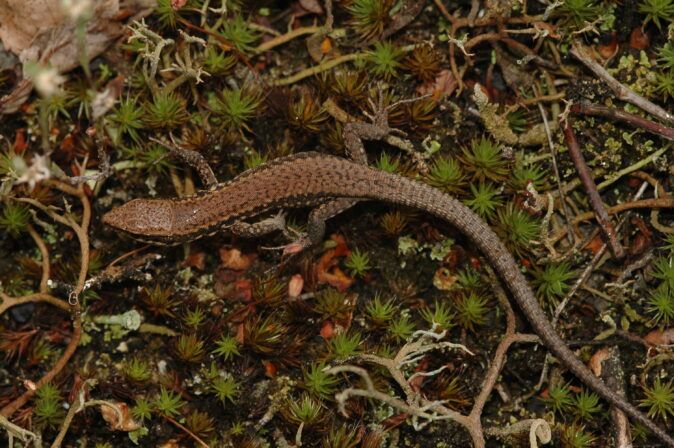 CPIE V Cohez Lézard des murailles Podarcis muralis