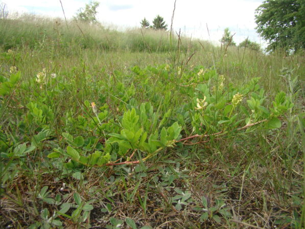 CPIE B Derolez Astragle à feuilles de réglisse Astragalus glycyphyllos