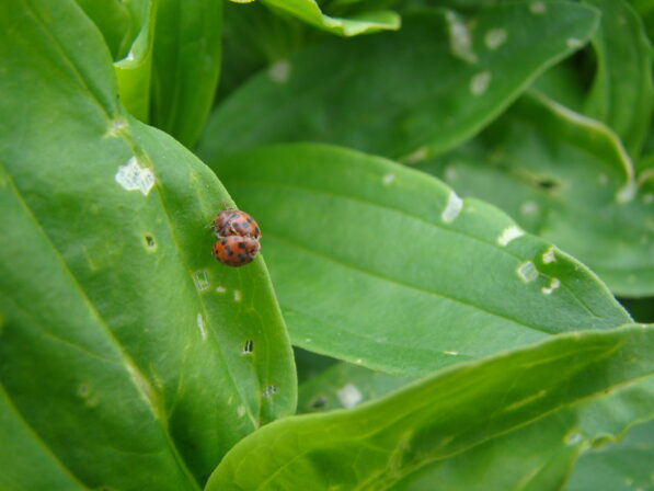 CPIE B Derolez Coccinelle à 24 points Subcoccinella vigintiquatuorpunctata