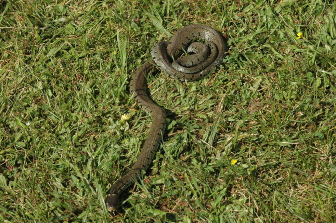 CPIE V Cohez Couleuvre helvétique Natrix helveticus