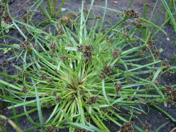 CPIE B Derolez Souchet brun Cyperus fuscus