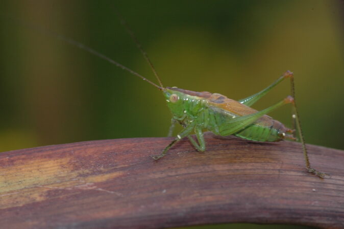 CPIE V Cohez Conocéphale des roseaux Conocephalus dorsalis