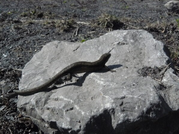 CPIE S Rondel Lézard vivipare Zootoca vivipara