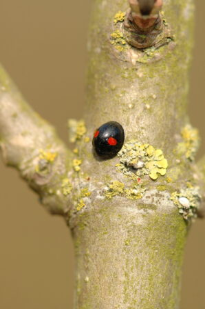 CPIE V Cohez Coccinelle des saules Chilocorus renipustulatus