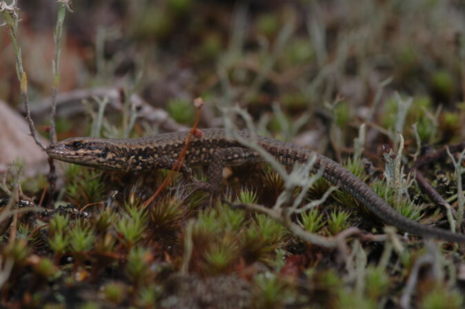 CPIE V Cohez Lézard des murailles Podarcis muralis