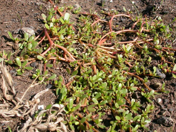 CPIE V Cohez Pourpier à trois tubercules Portulaca trituberculatus