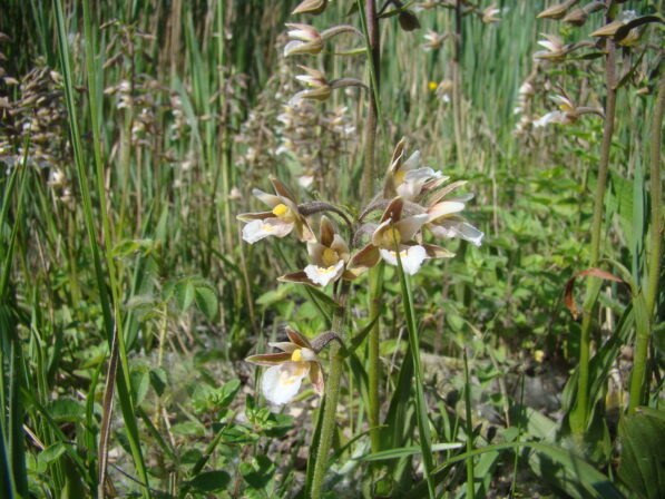 CPIE B Derolez Epipactis des marais Epipactis plustris