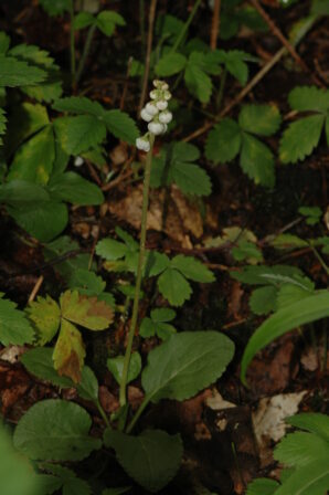 CPIE V Cohez Petite Pyrole Pyrola minoir