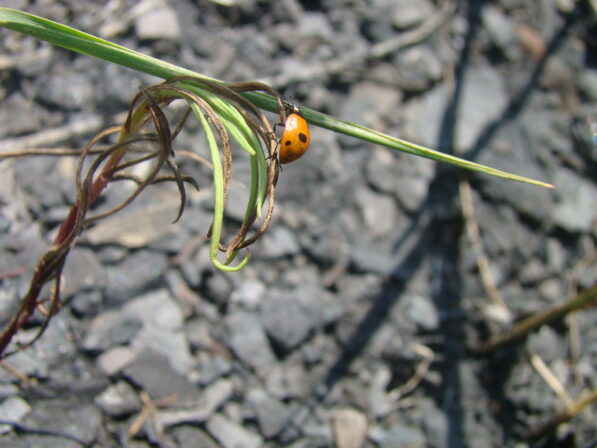 CPIE B Derolez Coccinella à 5 points Coccinella quinquepunctata