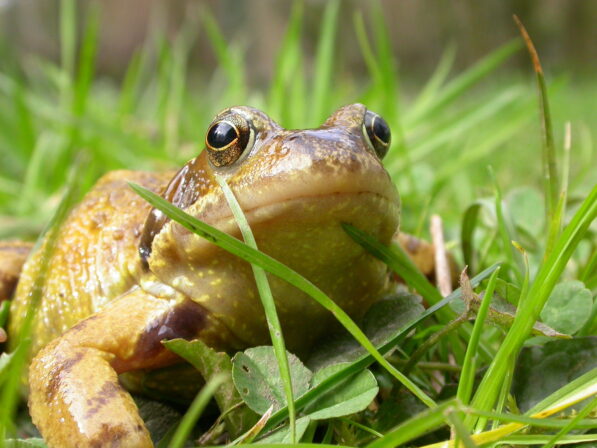 CPIE V Cohez Grenouille rousse Rana temporaria