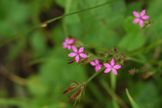 CPIE V Cohez Oeillet velu Dianthus armeria