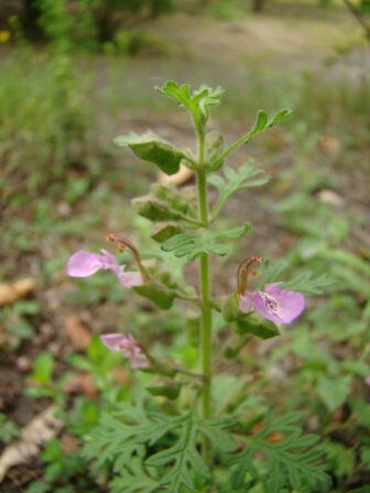 CPIE B Derolez Germandrée botryde Teucrium botrys