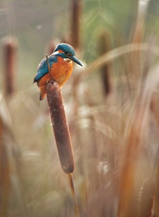 Alcedo atthis Eliott Leclerq