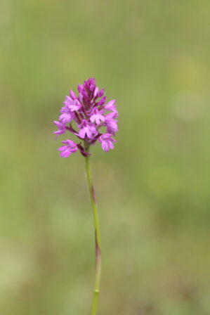 Anacamptis pyramidalis JP 2