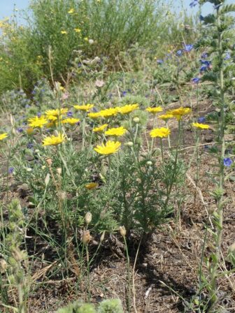 Anthemis tinctoria Cota tinctoria MB