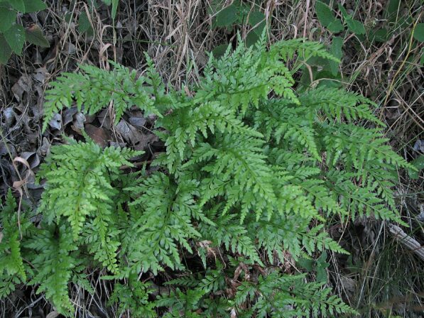 Asplenium adiantum nigrum L 1753 DIGITAL Julien Buchet