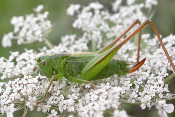 Bicolorana bicolor GS