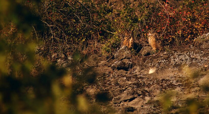 Bubo bubo Eliott Leclerq