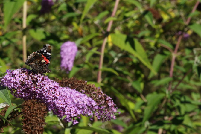 Buddleja davidii Vanessa atalanta JP