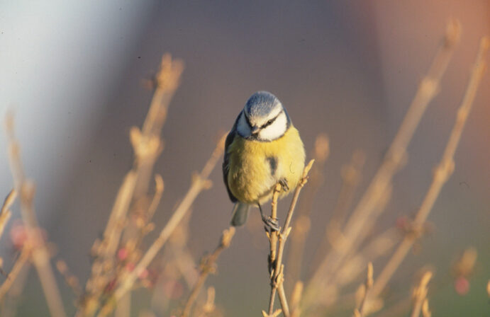 CPIE P Cannesson Mésange bleue Cyanister caeruleus