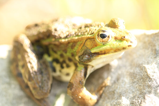 CPIE S Rondel Grenouille verte Pelophyllax kl. esculentus