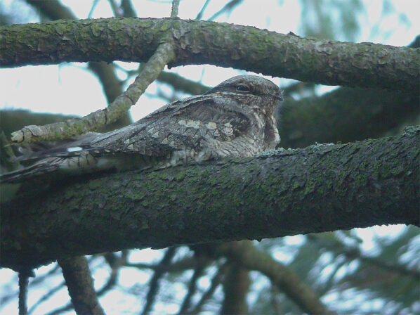 CPIE T Tancrez Engoulevent d Europe Caprimulgus europaeus