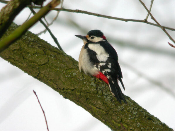 CPIE T Tancrez Pic épeiche Dendrocopos major