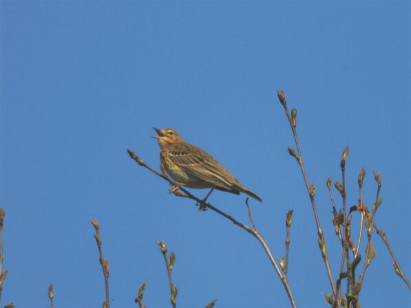 CPIE T Tancrez Pipit des arbres Anthus trivialis