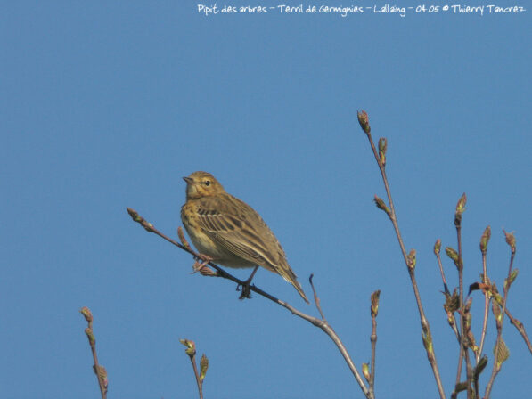 CPIE T Tancrez Pipit des arbres Anthus trivialis