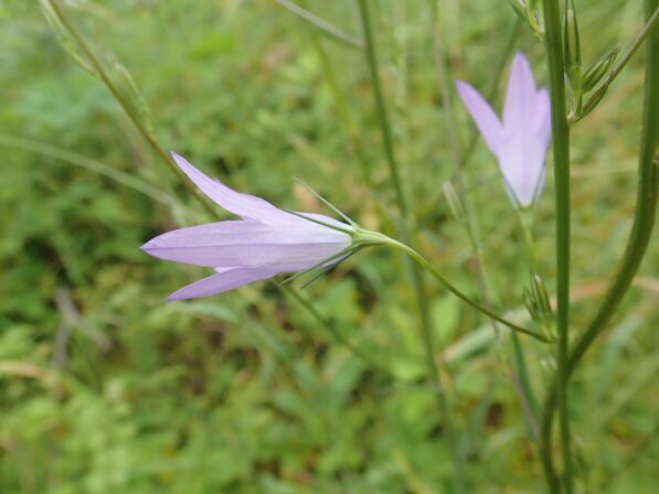 Campanula rapunculus JP