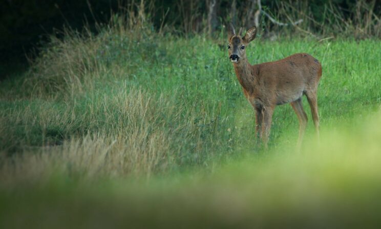 Capreolus capreolus Eliott Leclerq