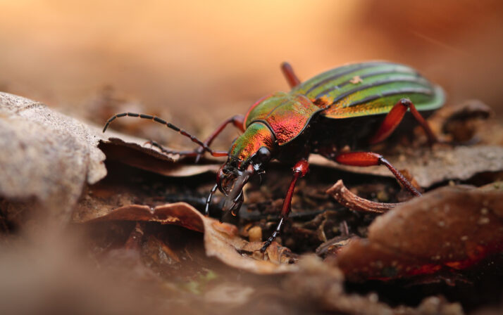 Carabus auronitens Eliott Leclerq 1