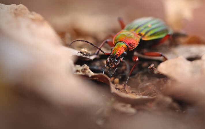 Carabus auronitens Eliott Leclerq 2