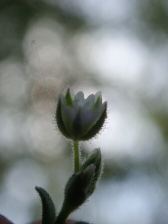 Cerastium pumilum JP