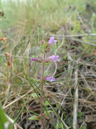 Clinopodium acinos MB