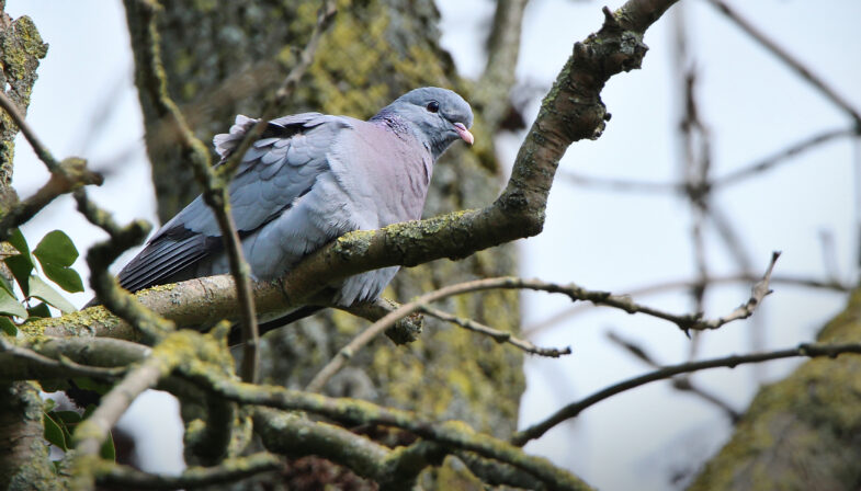 Columba oenas Eliott Leclerq 1