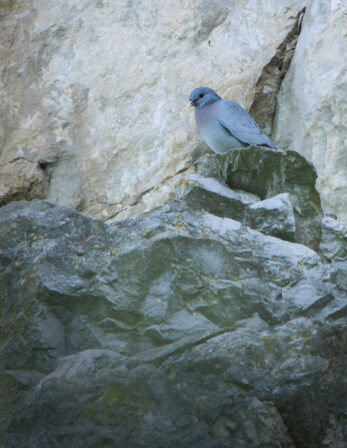 Columba oenas Eliott Leclerq 2