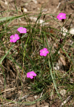 Dianthus carthusianorum DIGITAL Philippe Housset