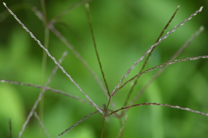 Digitaria sanguinalis Christine Standaert De Wagter