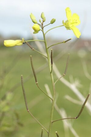 Diplotaxis tenuifolia Mireille Henry