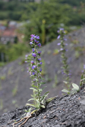 Echium vulgare JP