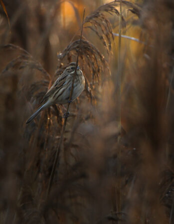 Emberiza schoeniclus Eliott Leclerq 2