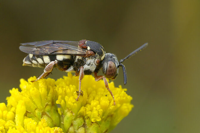 Epeolus variegatus Henk Wallays CC BY NC ND