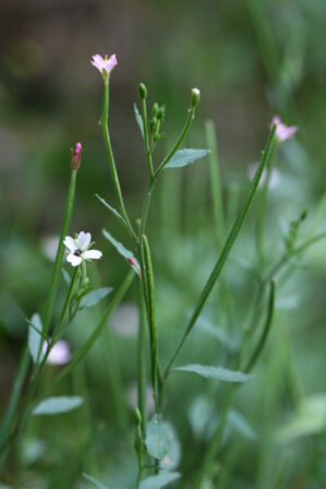 Epilobium lanceolatum Sebast Mauri 1818 DIGITAL Jean Christophe Hauguel